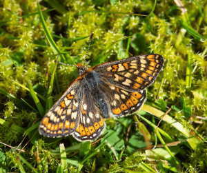 Marsh Fritillary butterfly